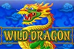 Wild Dragon